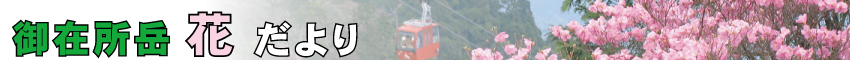 御在所岳花だより