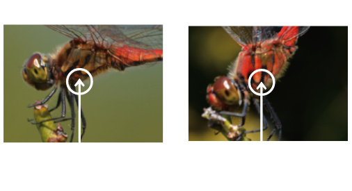 すすめ ロープウェイ めざせ 青空 年夏キャンペーンページ 御在所ロープウエイ すすめ ロープウェイ めざせ 青空 年夏キャンペーンページ 御在所ロープウエイ