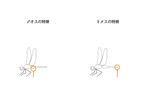 すすめ ロープウェイ めざせ 青空 年夏キャンペーンページ 御在所ロープウエイ すすめ ロープウェイ めざせ 青空 年夏キャンペーンページ 御在所ロープウエイ