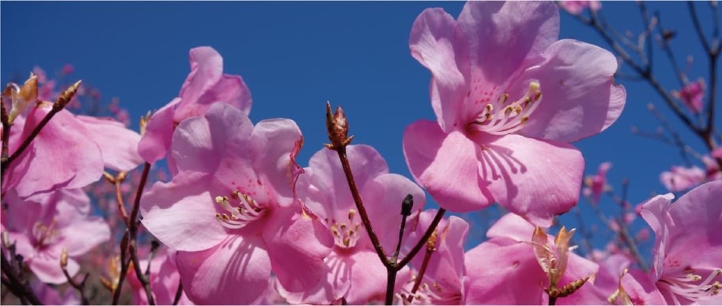 The Flowers of Mt. Gozaisho