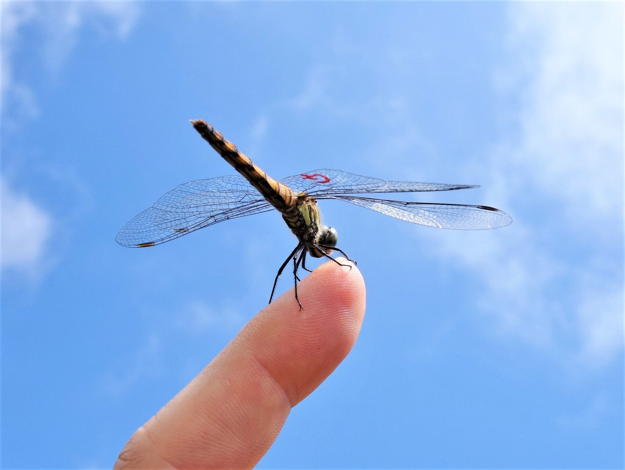 アカトンボ アカトンボふる里さがし大作戦 | 御在所ロープウエイ